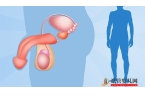 男性性功能障礙的癥狀有哪些？男性性功能障礙的癥